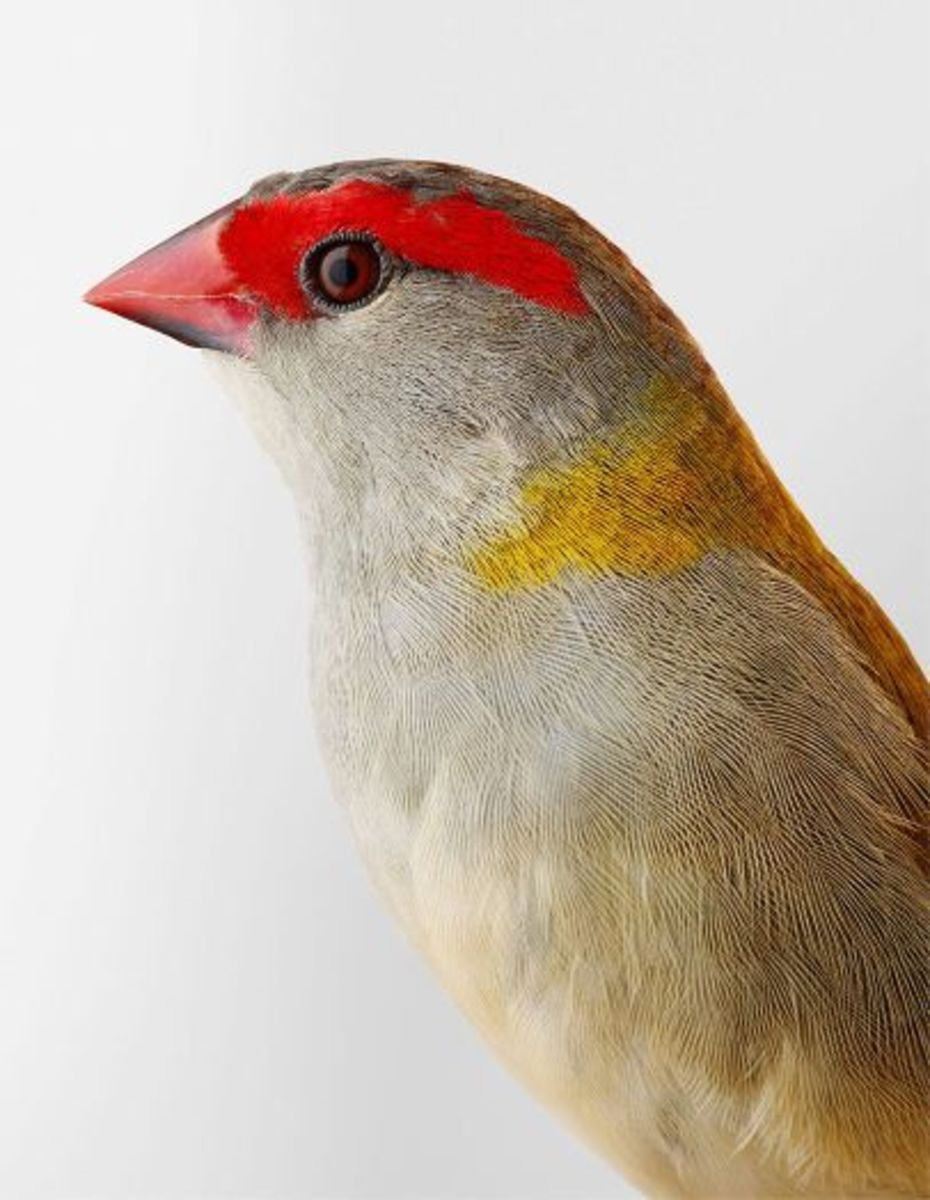 Ellery' red-browned finch