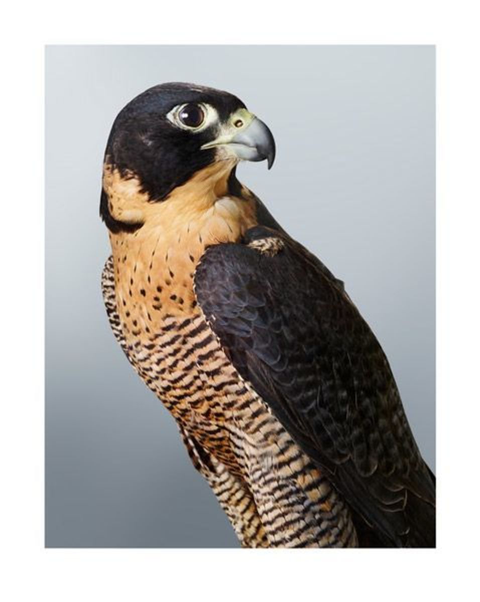 Cleo' Peregrine Falcon