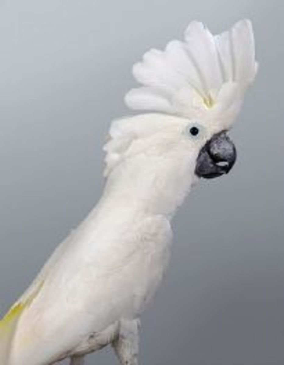 Yogi' Umbrella cockatoo