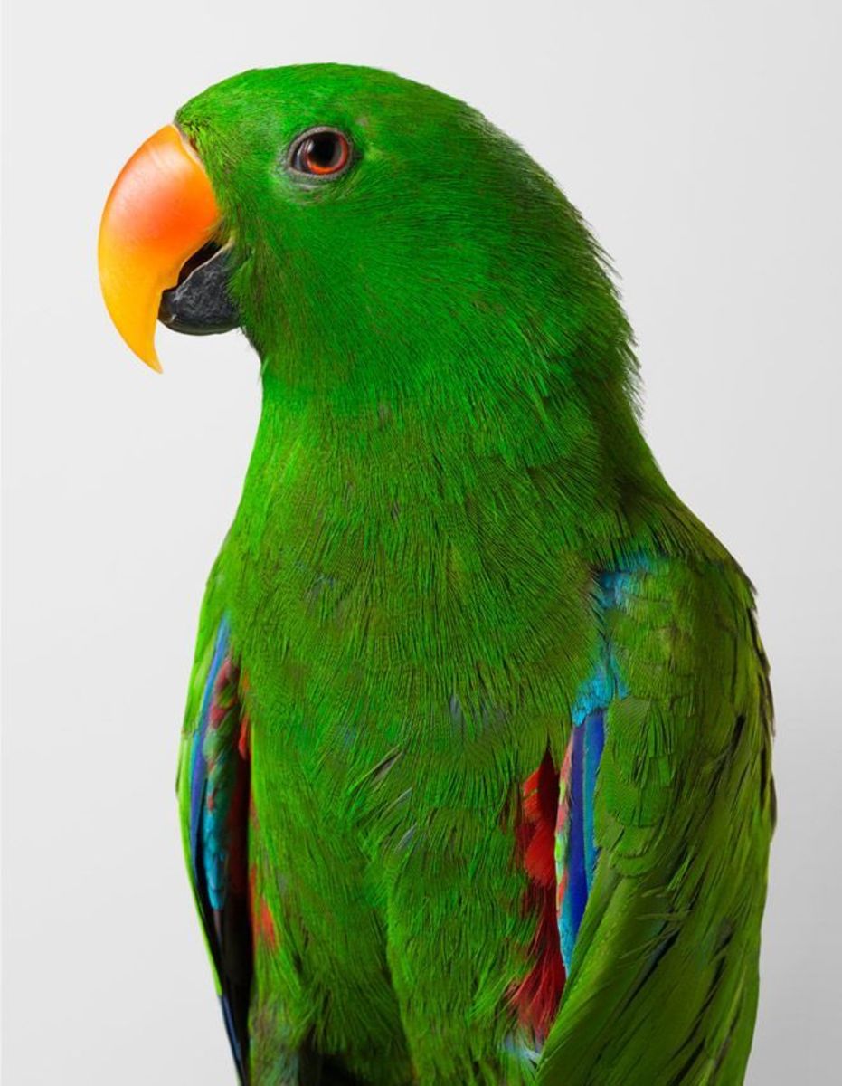 Oscar' Eclectus Parrot