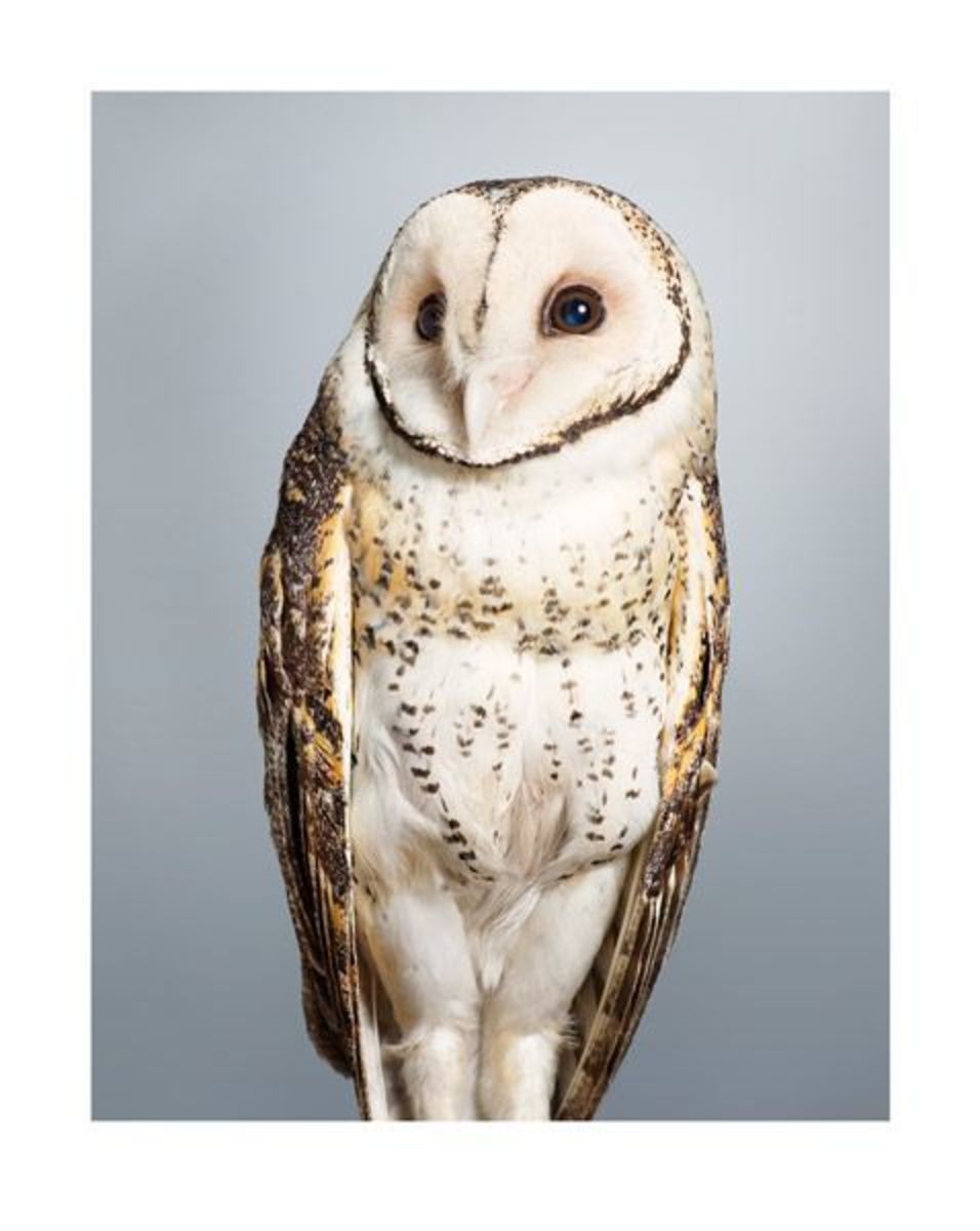 Tani' No. 2 Masked Owl