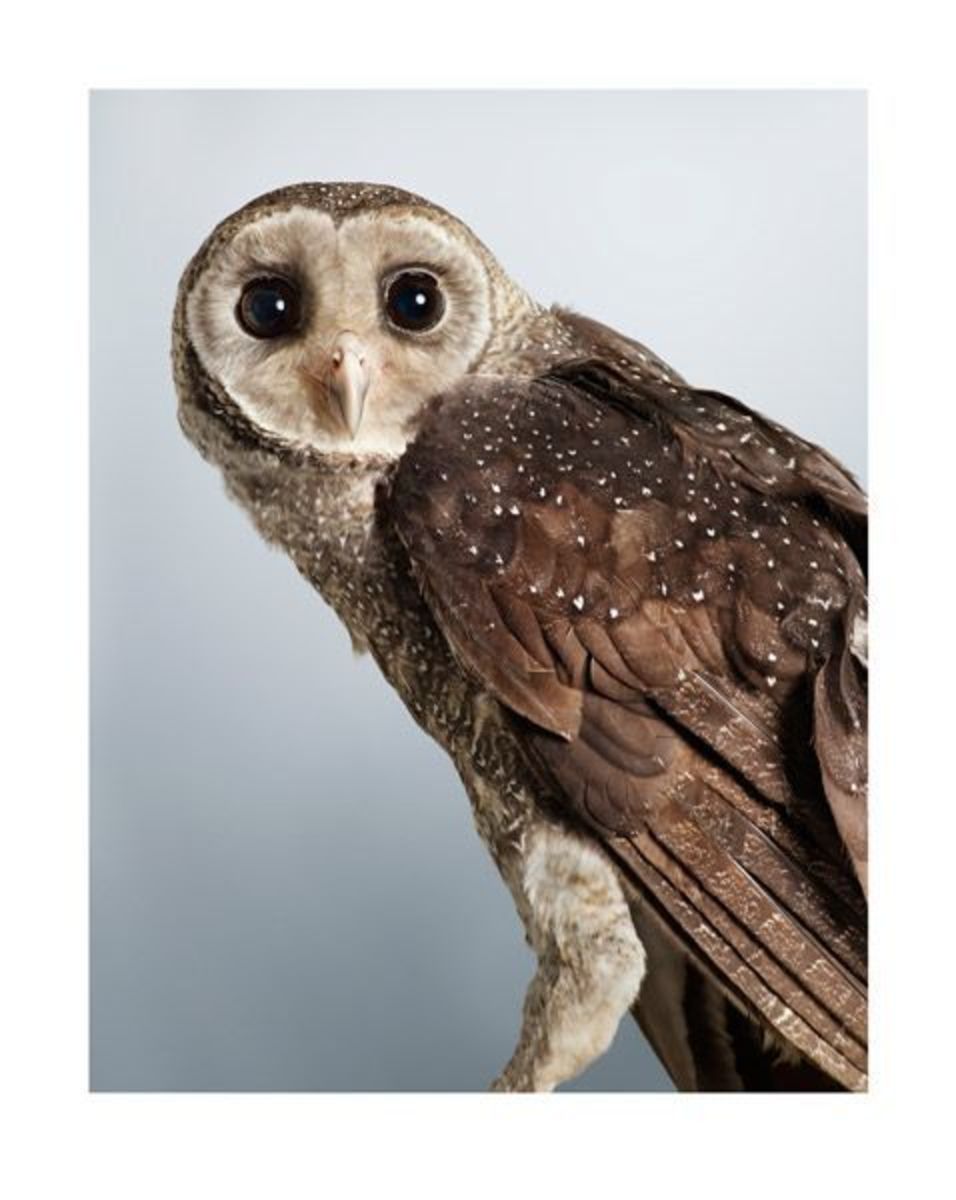 Jeda' Sooty Owl