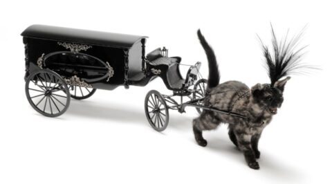 Kitten drawn hearse