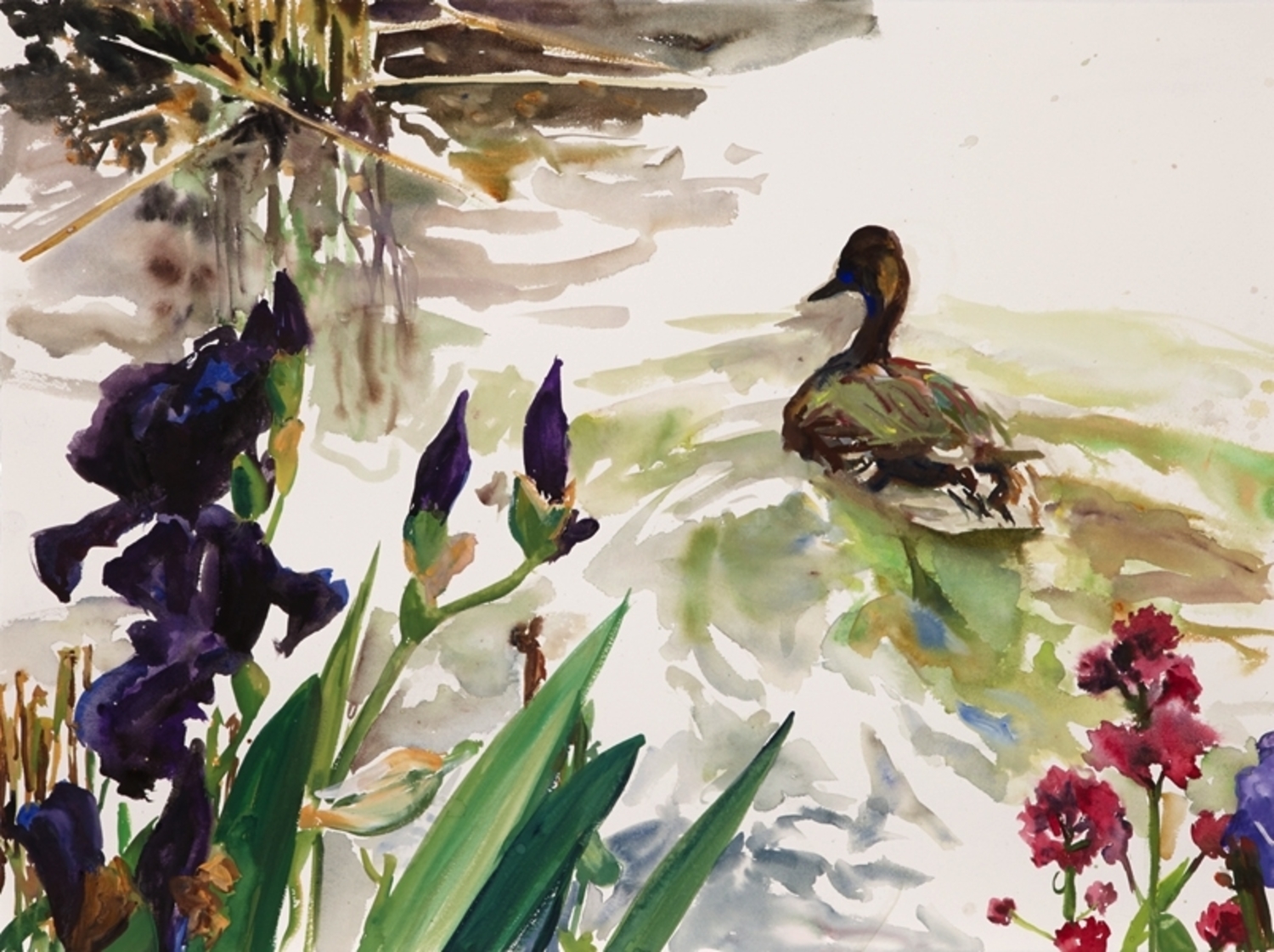 Paris pond irises and duck