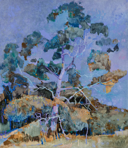 Forest tree, Bald Hill