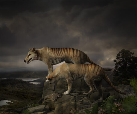 Thylacine Study #6
