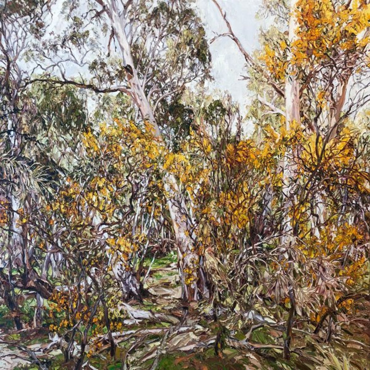 Wilpena wattle, gums and glade
