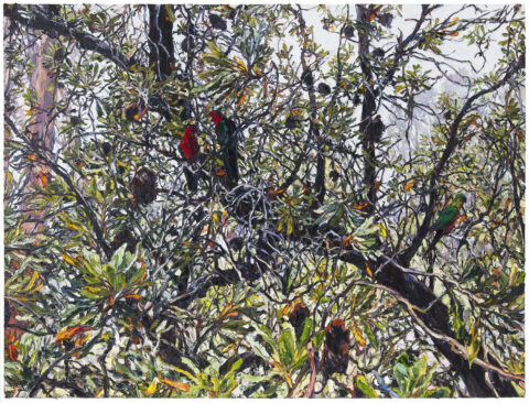 Meryla Banksia Parrots