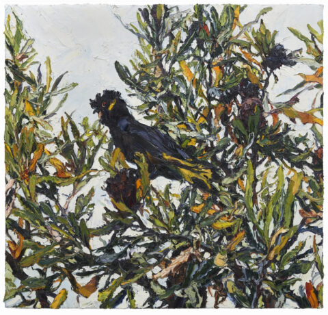 Banksia Black Yellowtail
